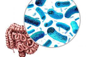 Suplementos amigables con la microbiota, son la clave para obtener los mejores beneficios y evitar los efectos adversos